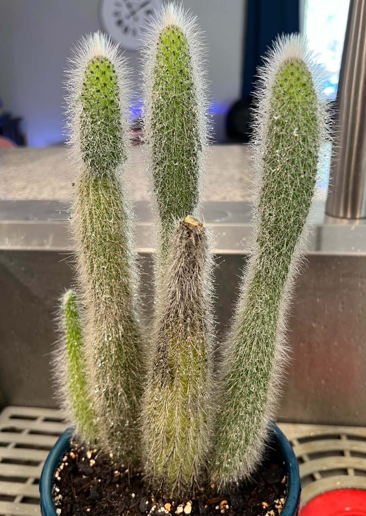 etiolated monkey tail