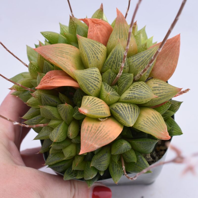 gasteria fat albert