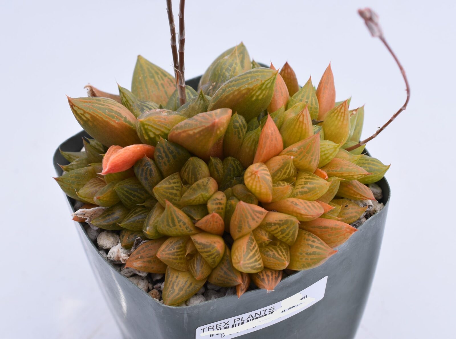 Gasteria "Fat Albert" - Multiple Sizes - Image 4