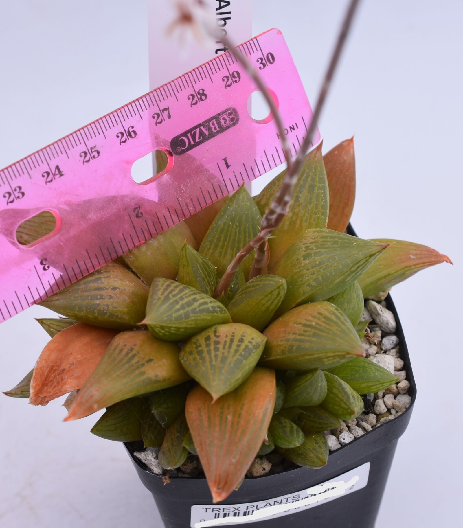 Gasteria "Fat Albert" - Multiple Sizes - Image 8