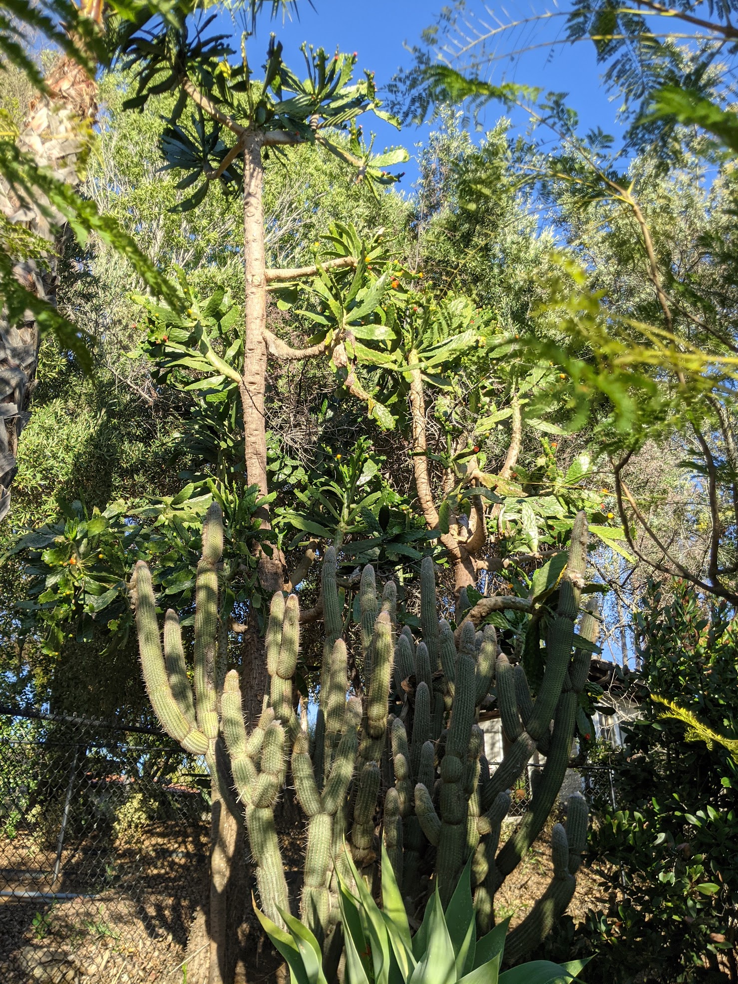 tree opuntia
