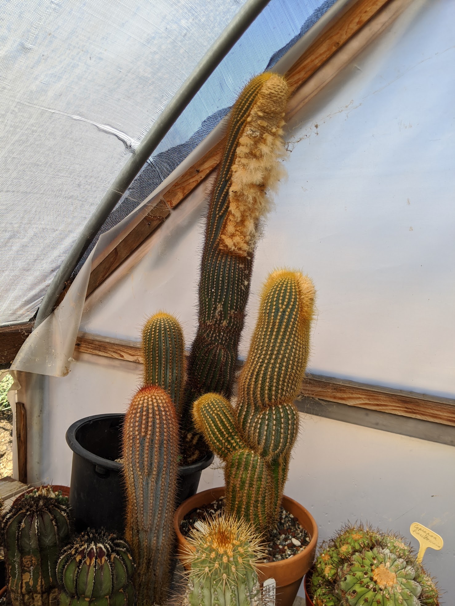 echinopsis hybrid