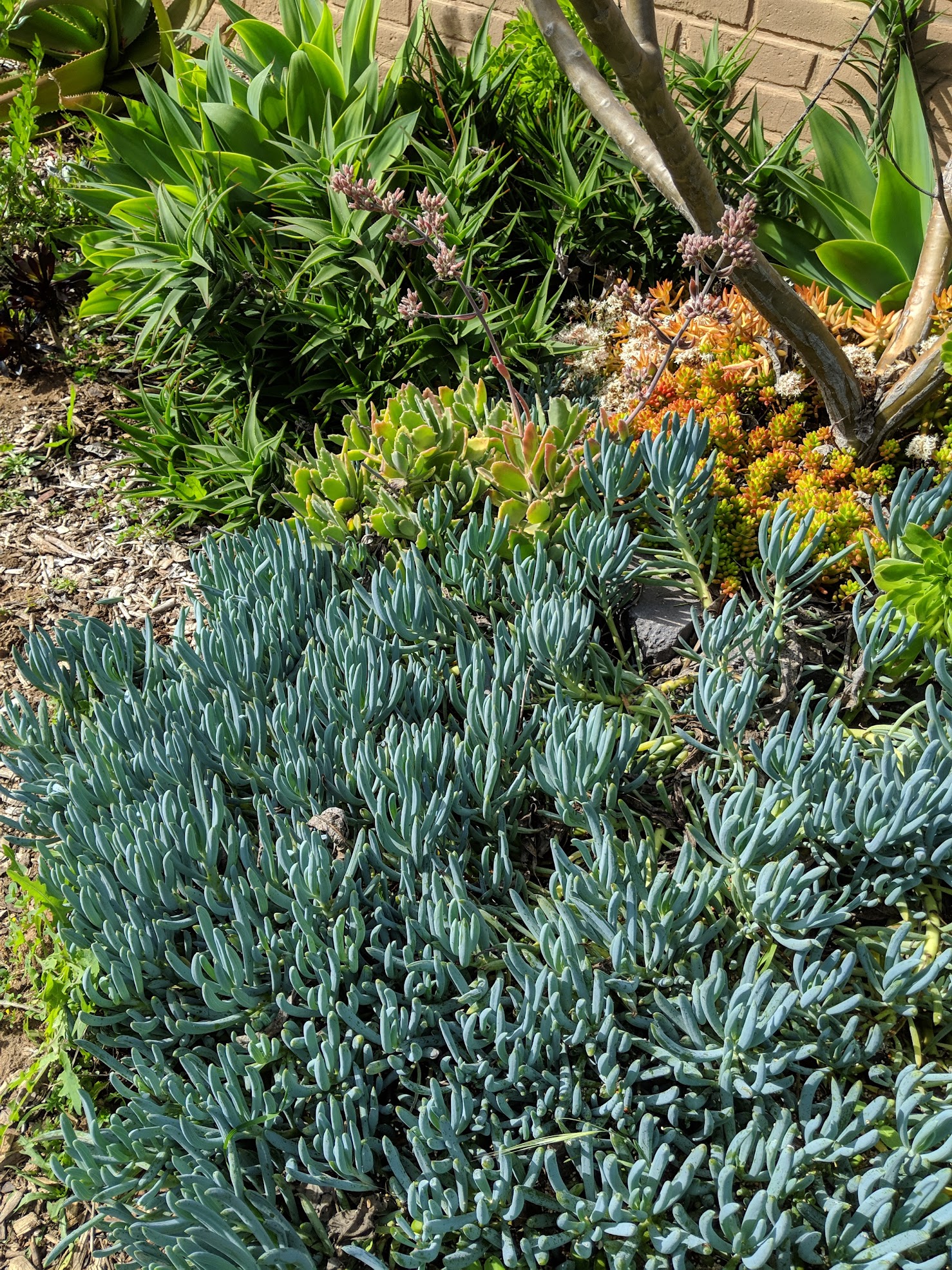 chalksticks