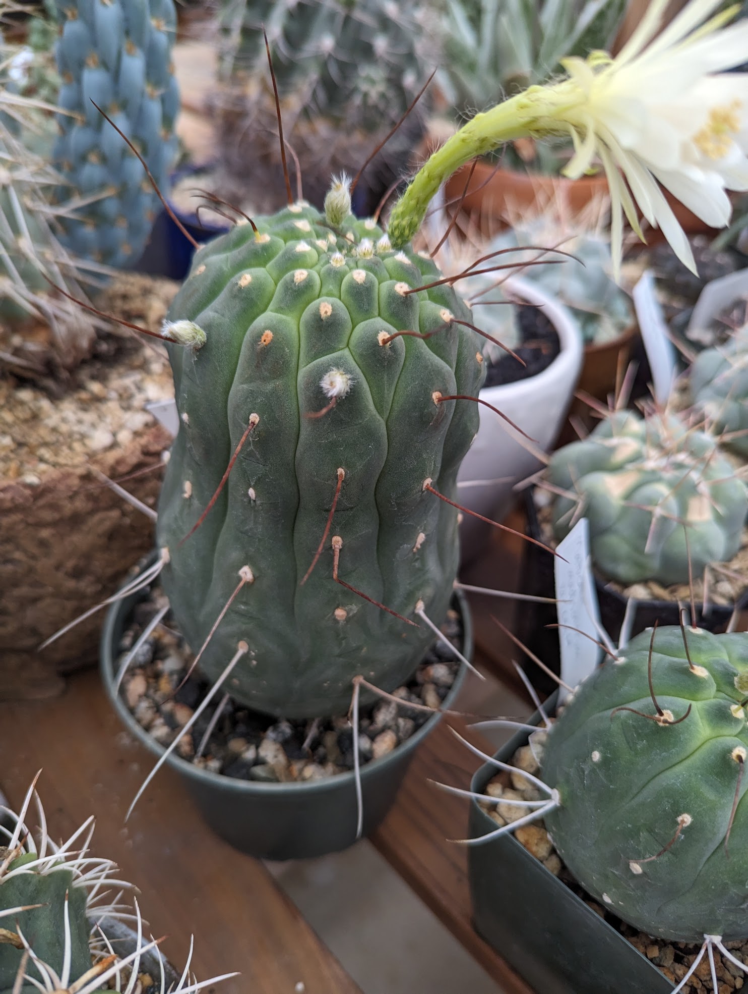 matucana madinosorum