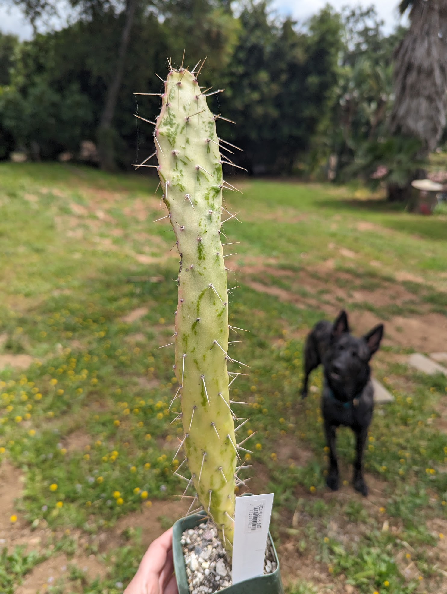 jacob's coat cactus