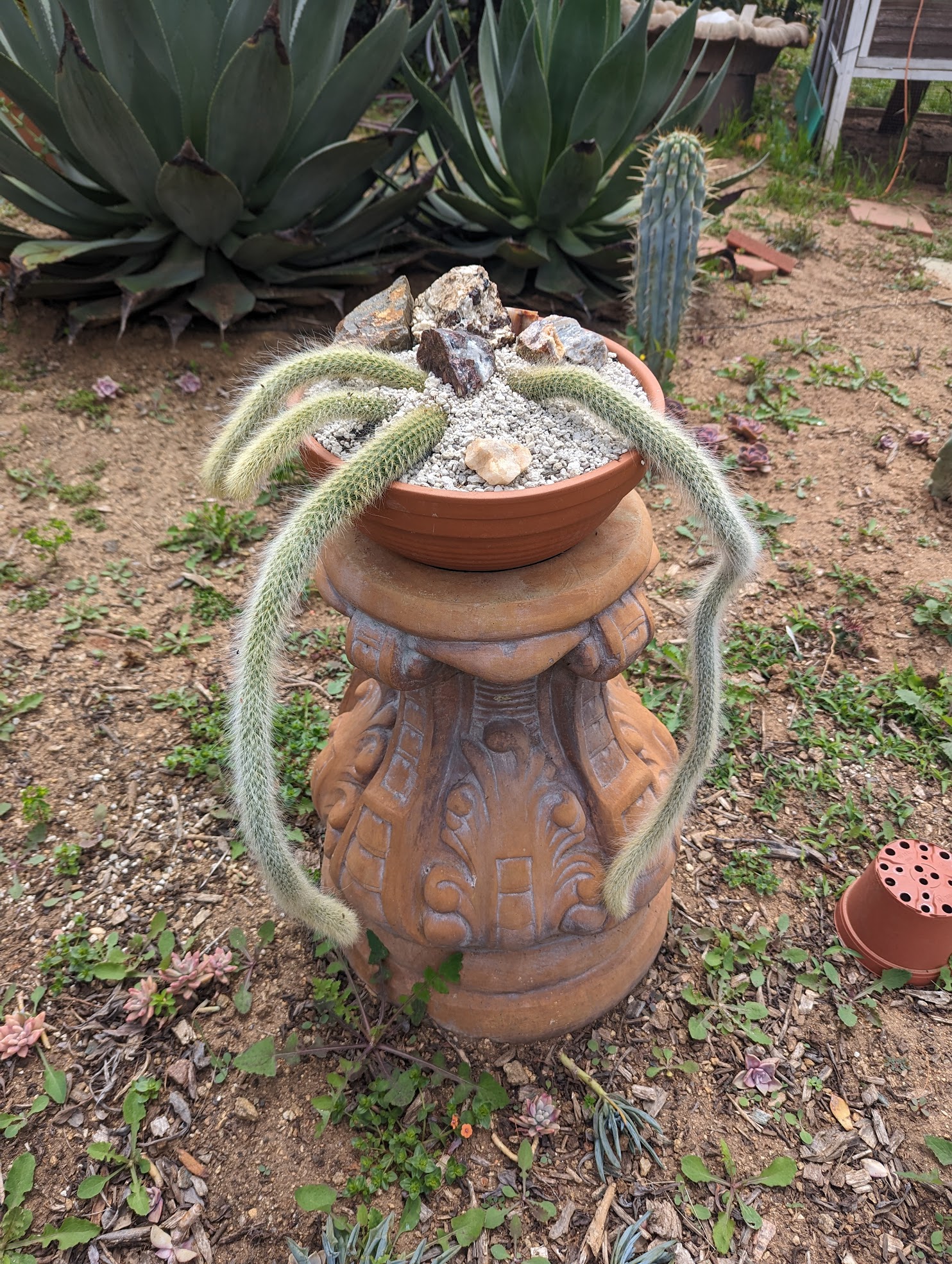 monkey tail cactus