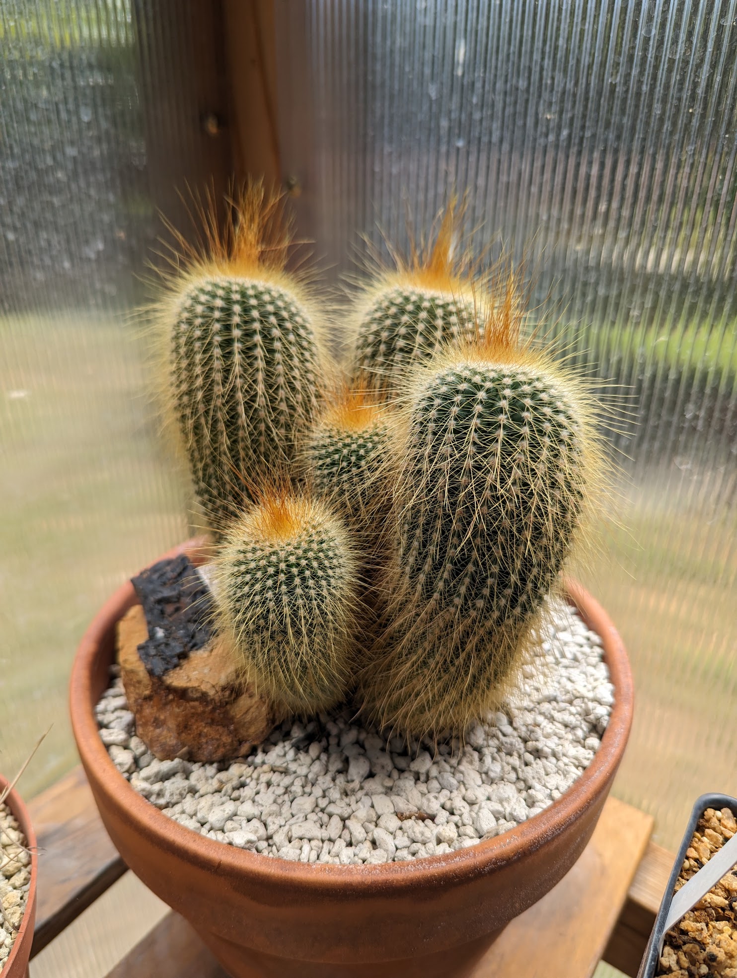 echinopsis hybrid