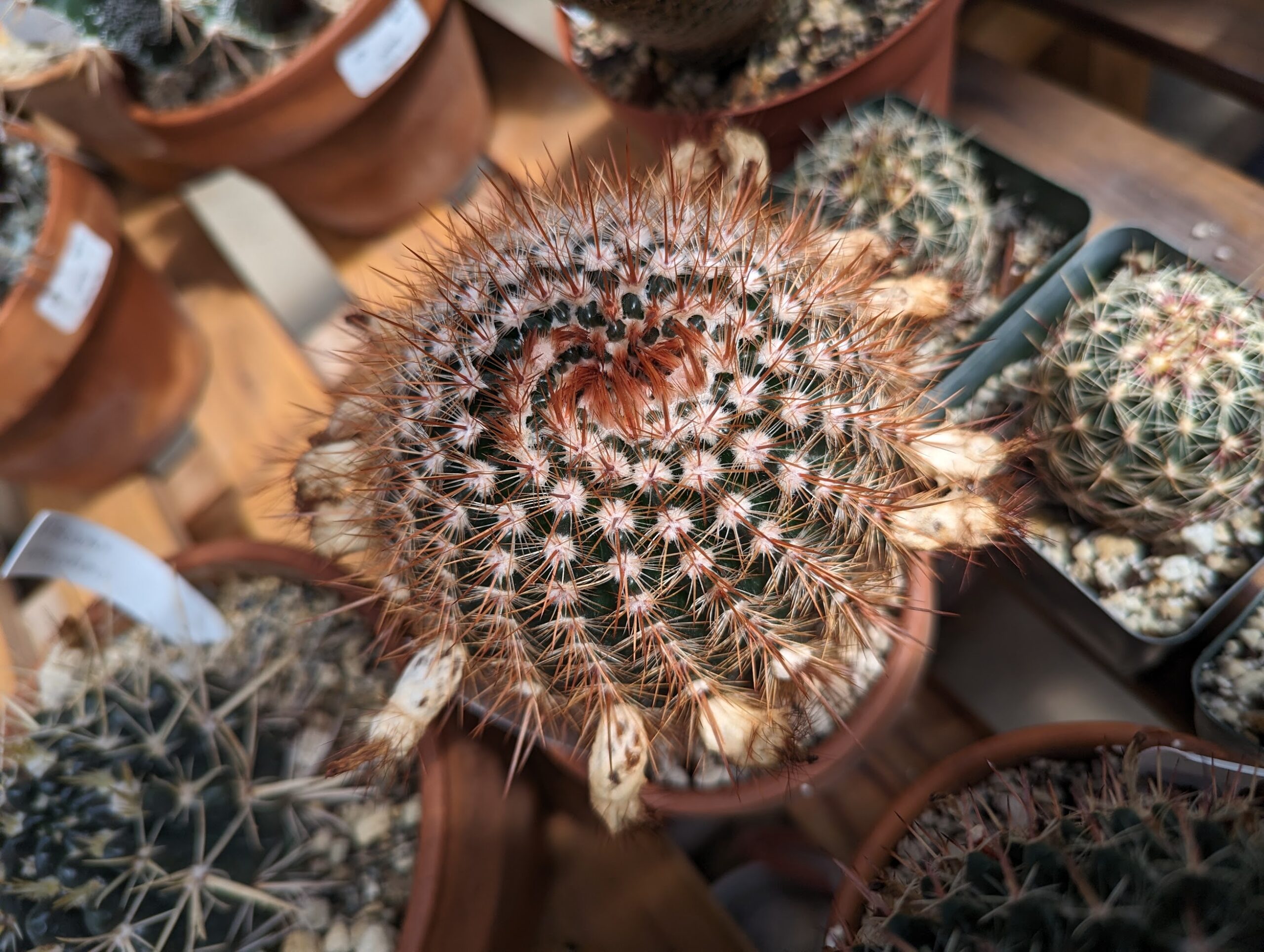 notocactus schlosseri