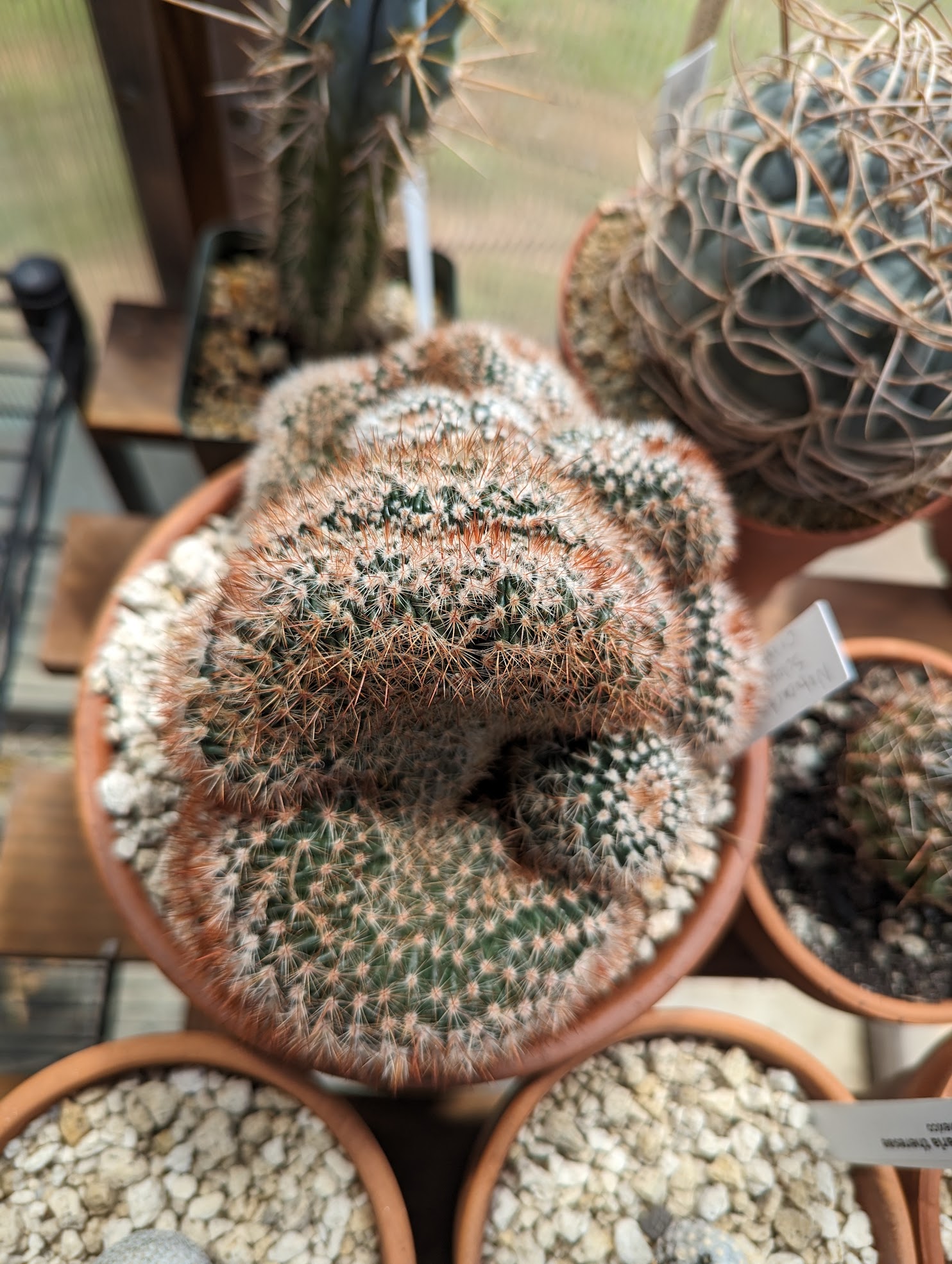 notocactus schlosseri monstrose