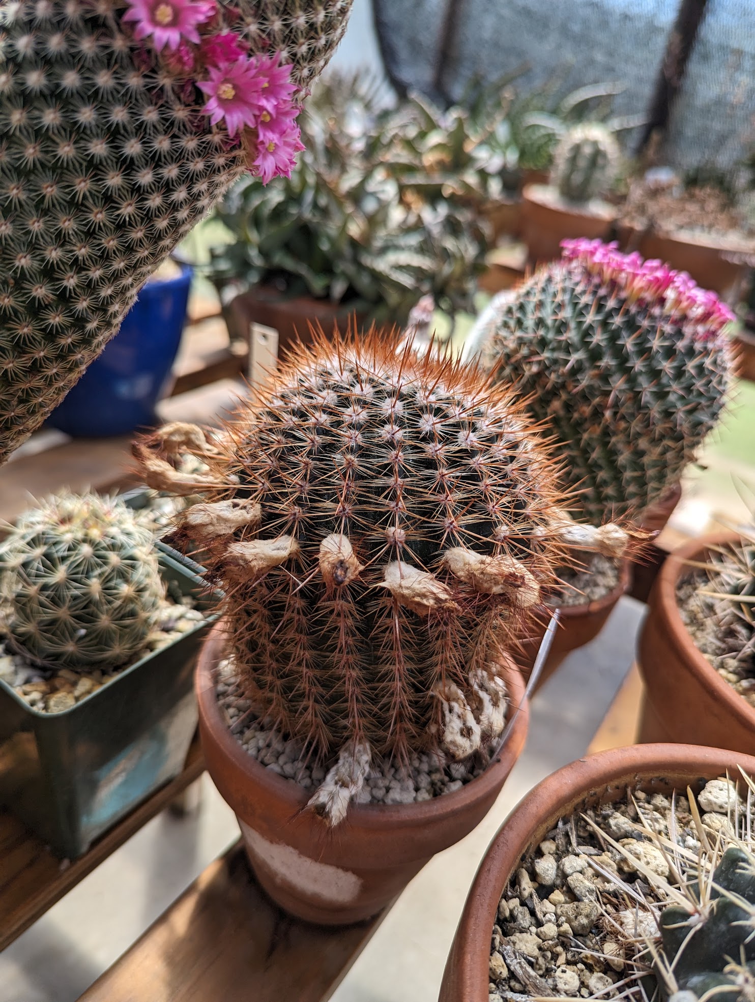 notocactus schlosseri 