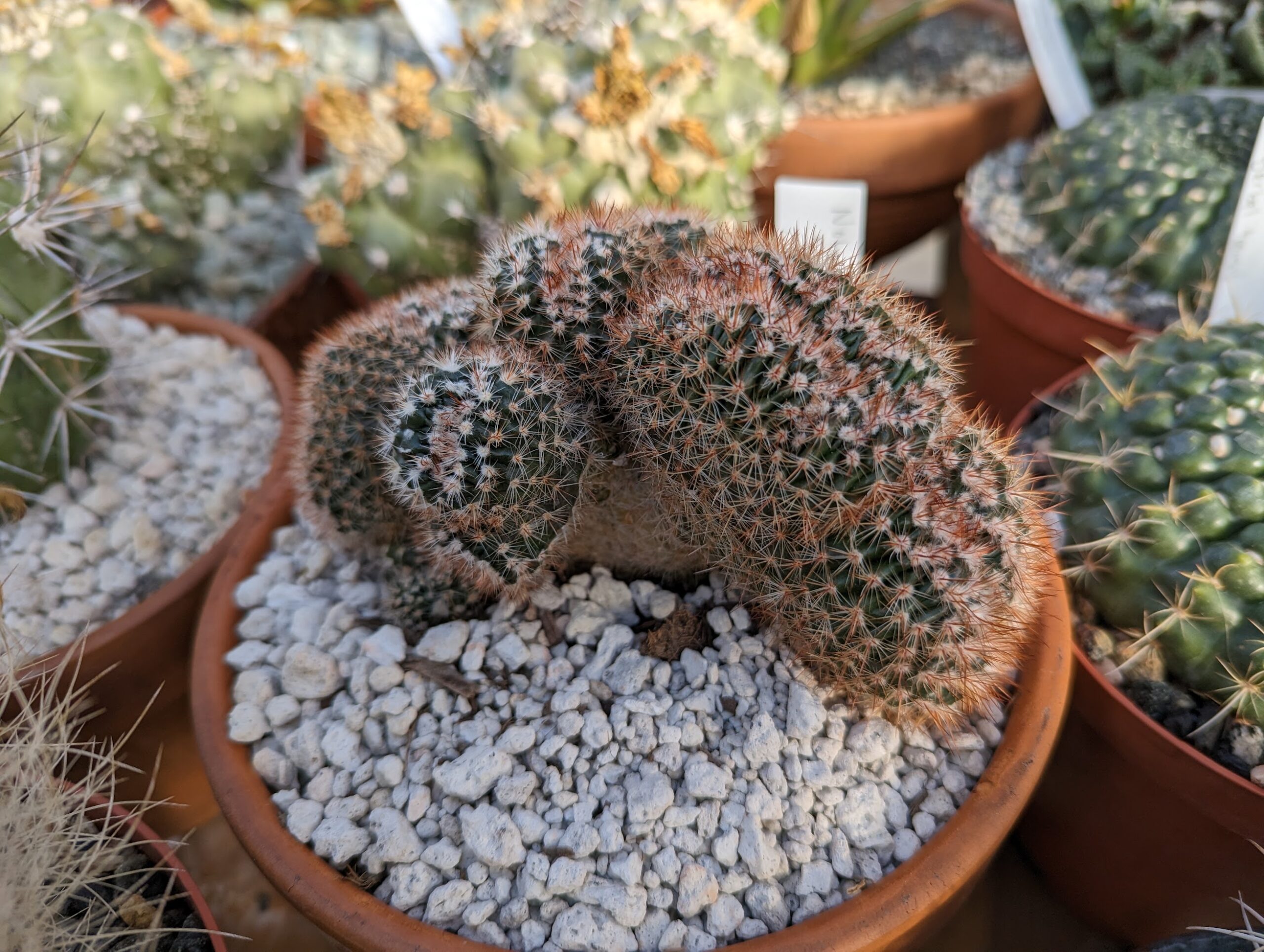 Notocactus schlosseri monstrose