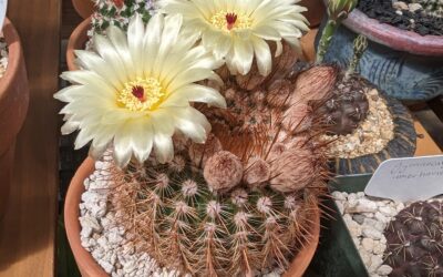 Growing Notocactus schlosseri – Cinnamon Cactus
