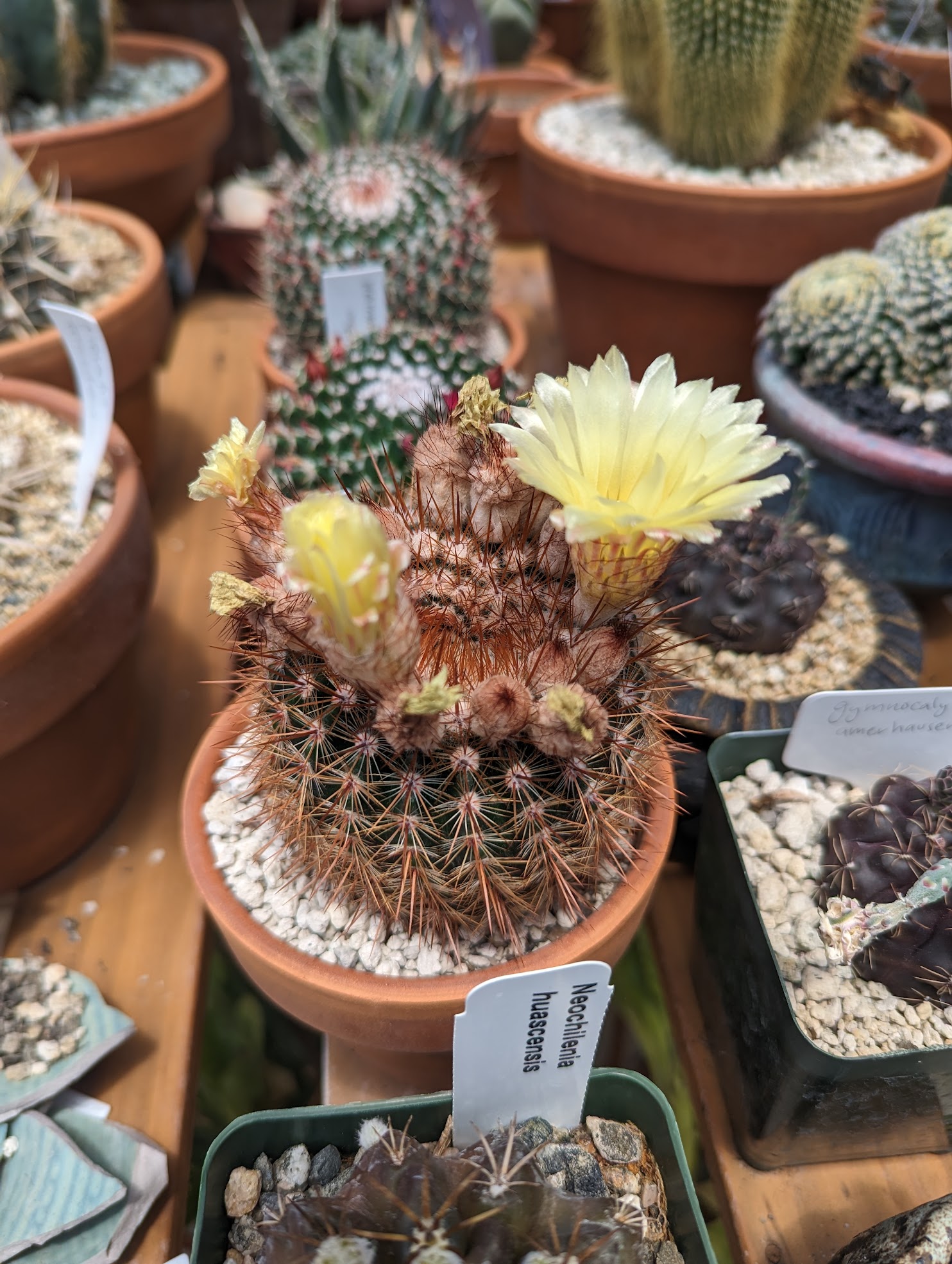 notocactus schlosseri