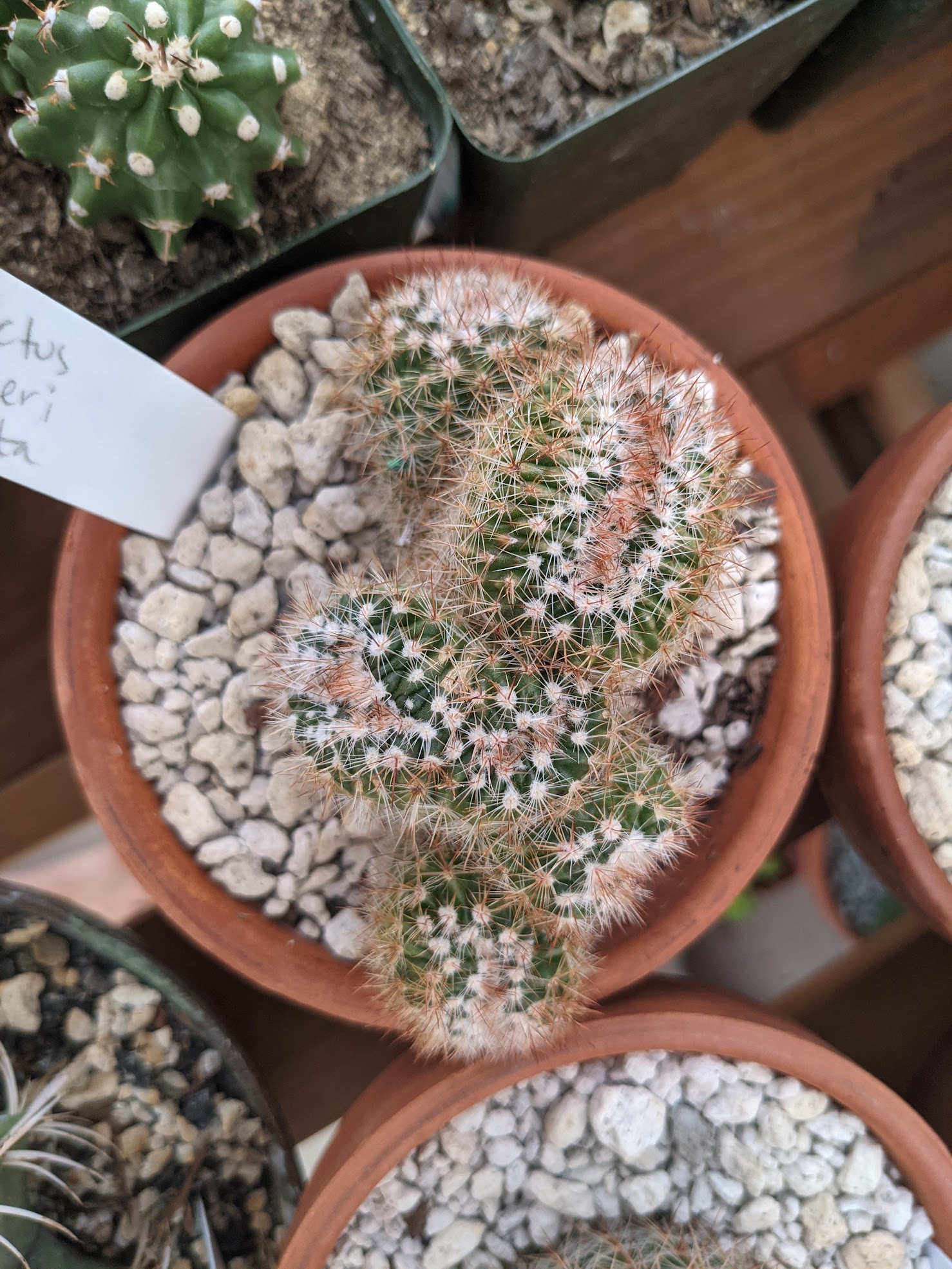 notocactus schlosseri monstrose 