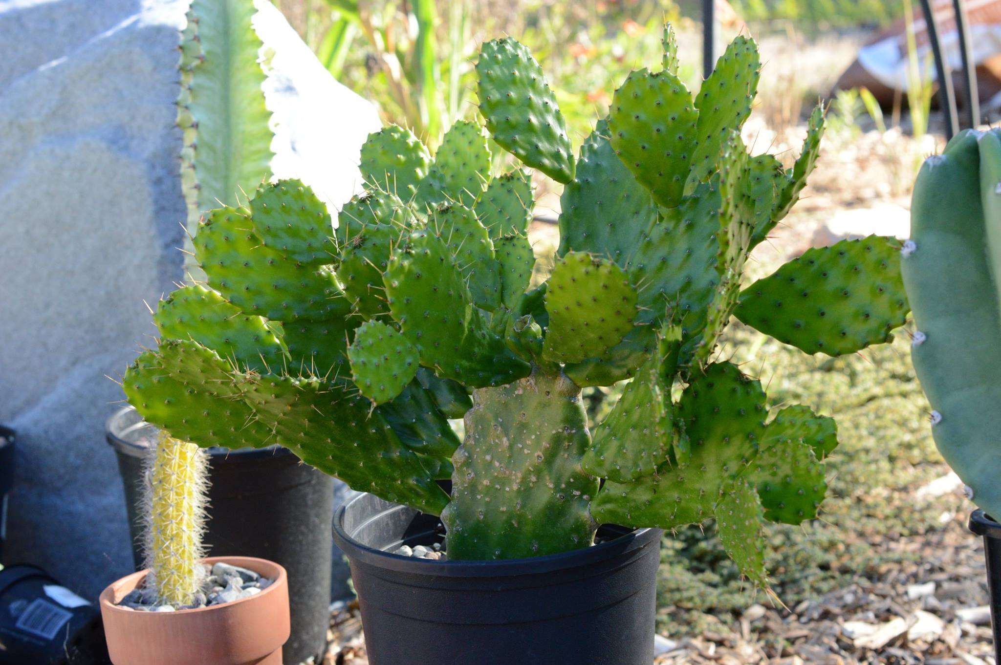 echinopsis hybrid