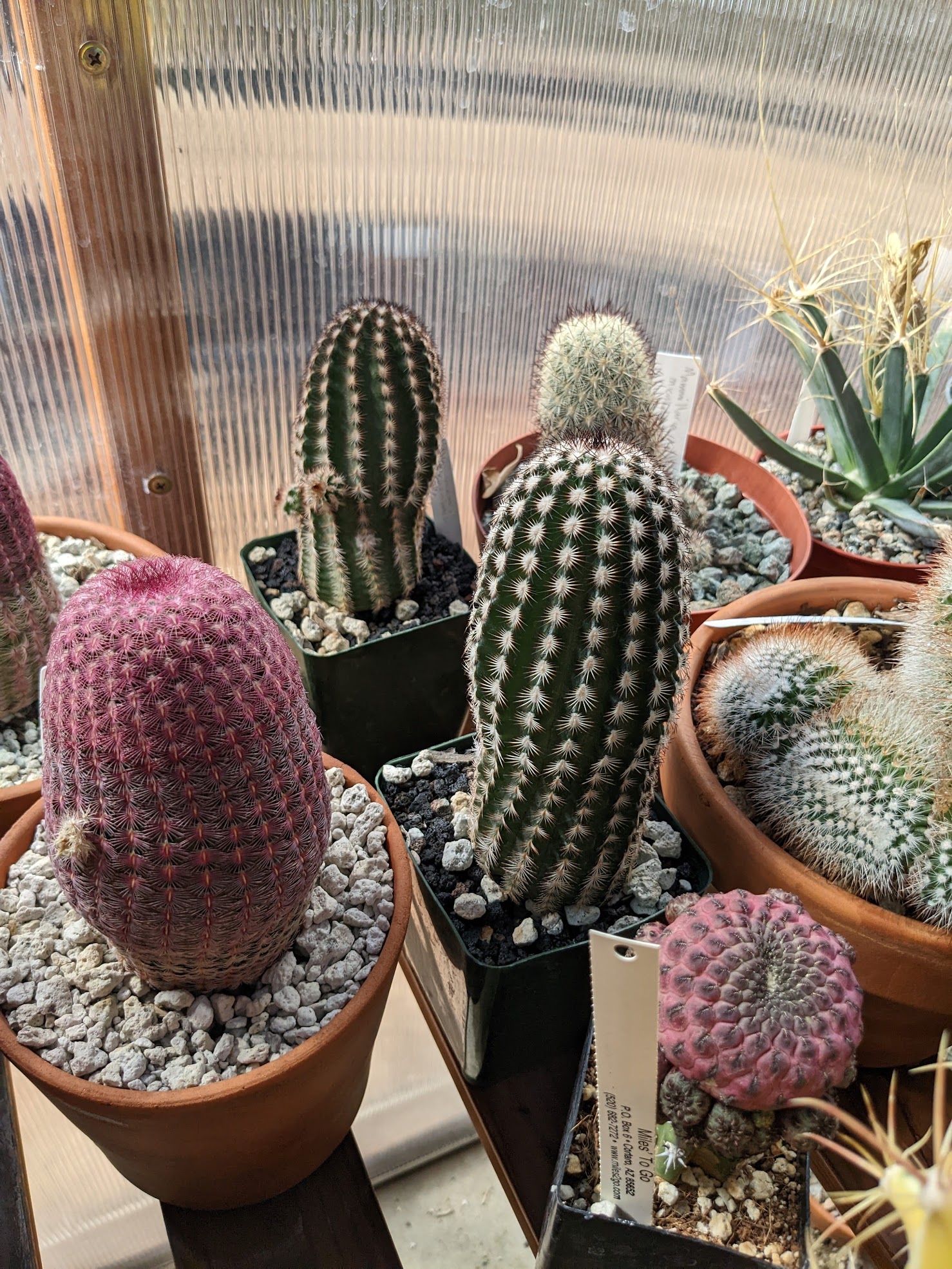 reichenbachii 2 echinocereus reichenbachii