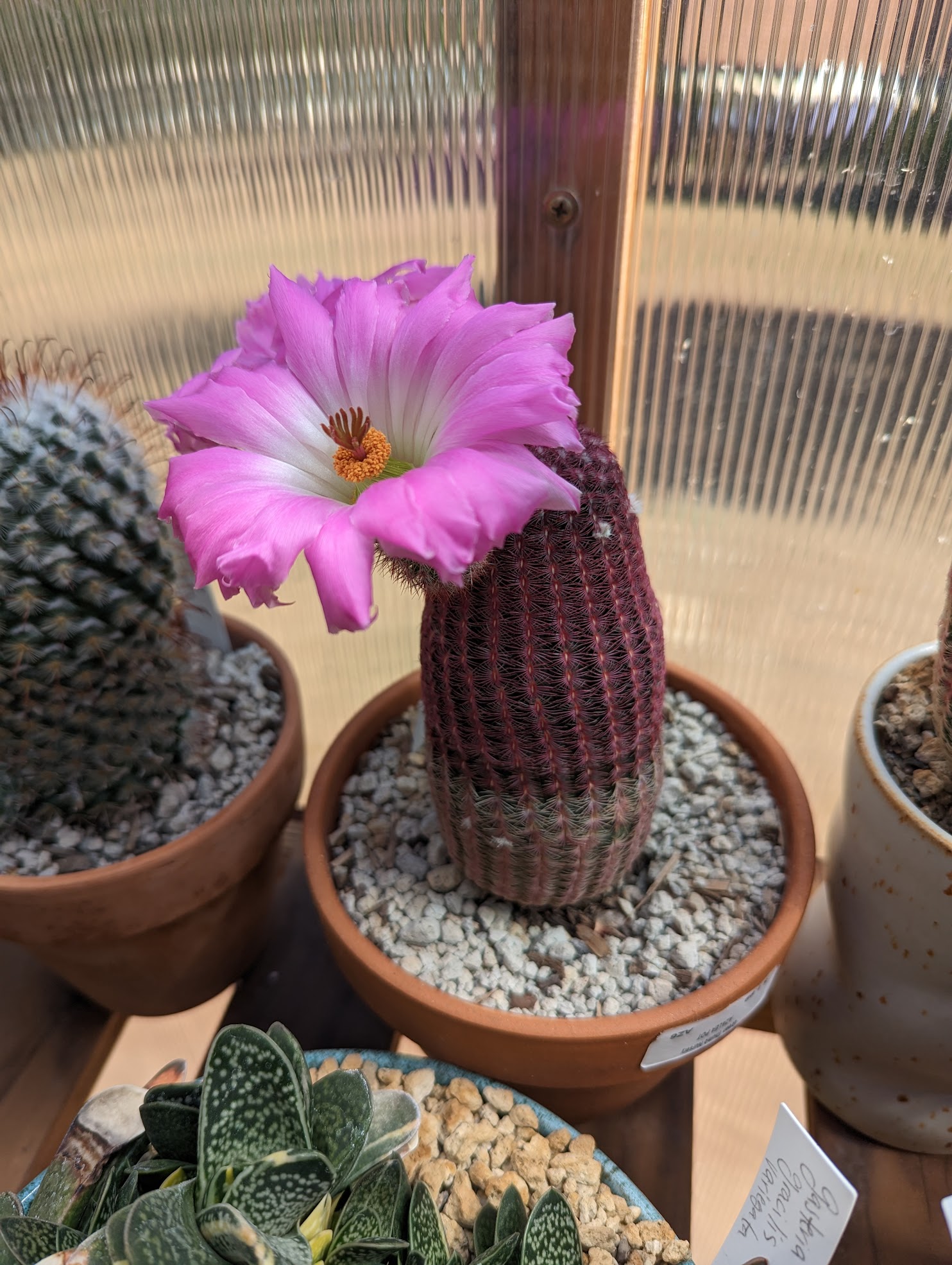 rubraspina 1 Echinocereus rigidissimius