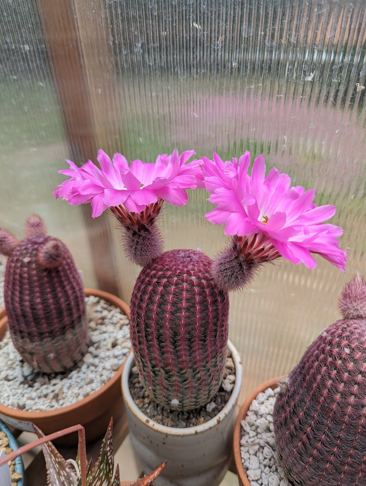 rubraspina 2 Echinocereus rigidissimius var. rubrispinus