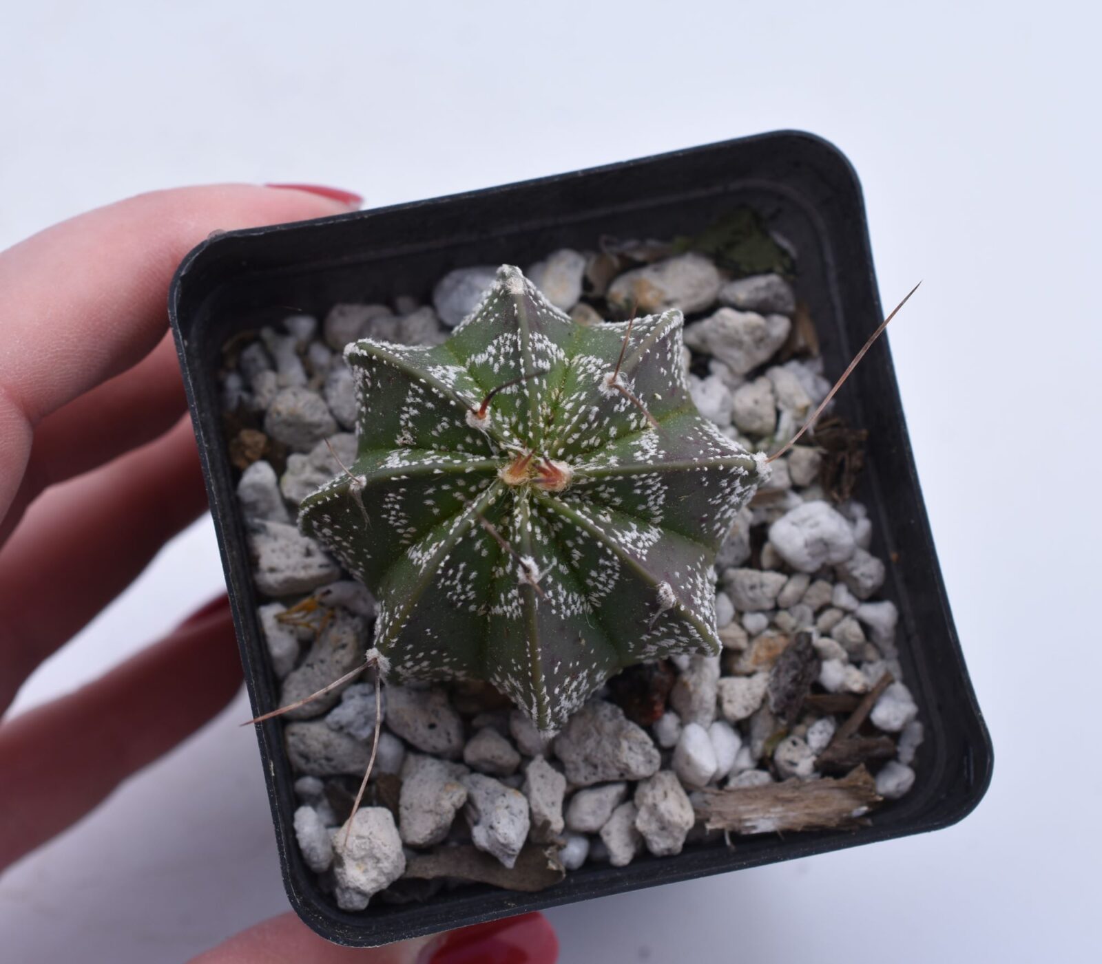 Astrophytum capricorne - Image 7