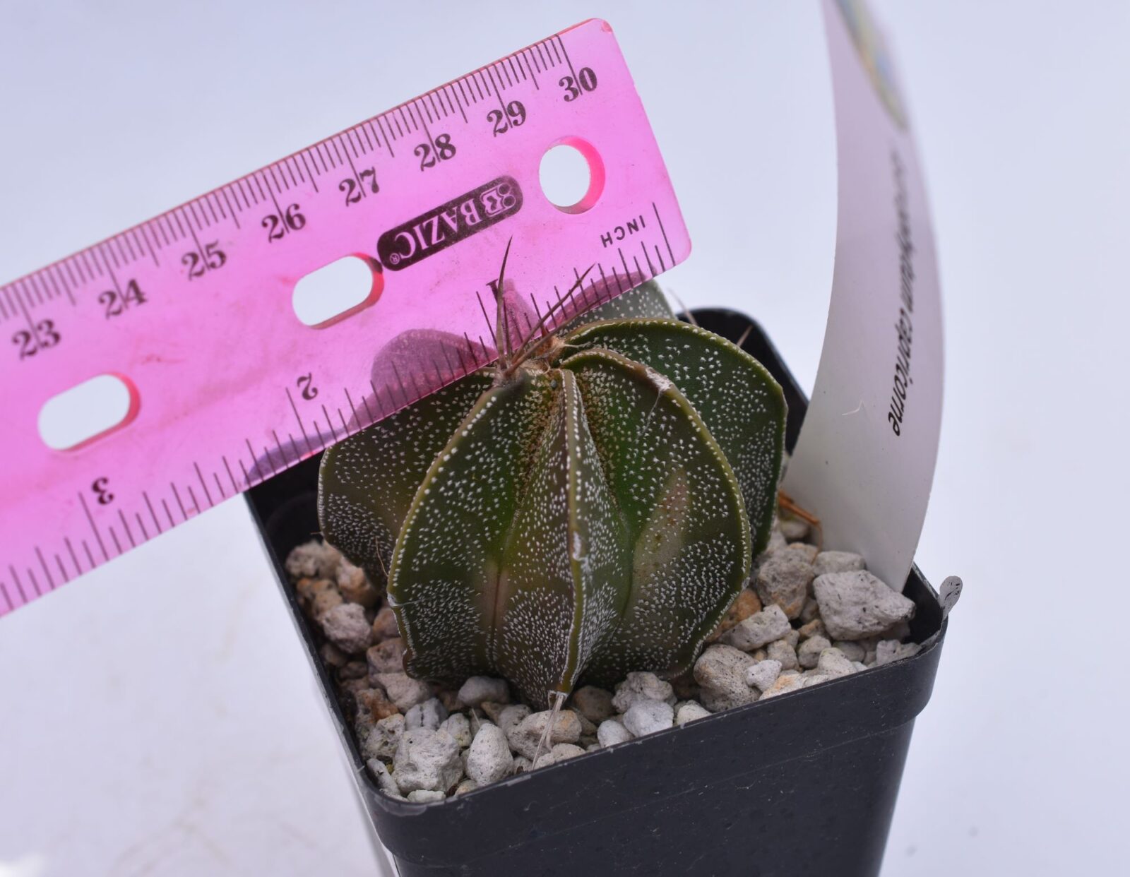 Astrophytum capricorne - Image 6