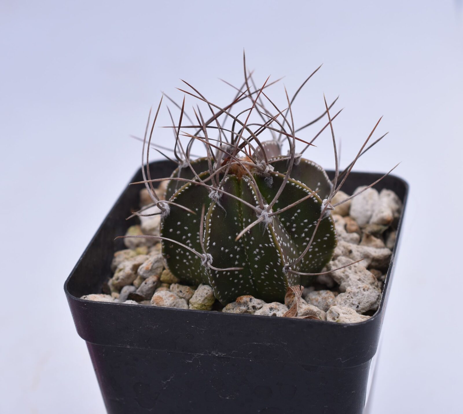 astrophytum capricorne