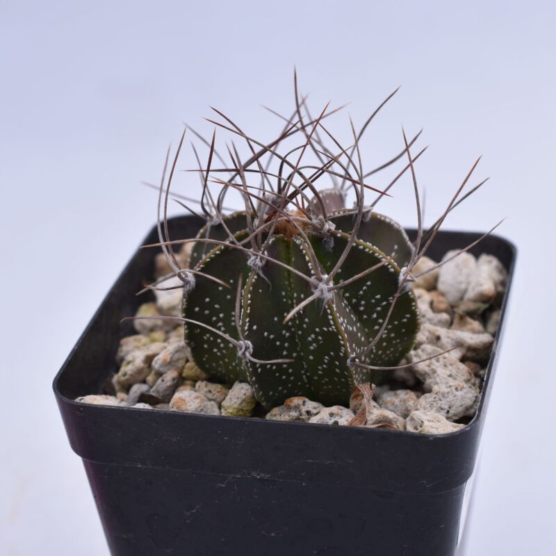 astrophytum capricorne