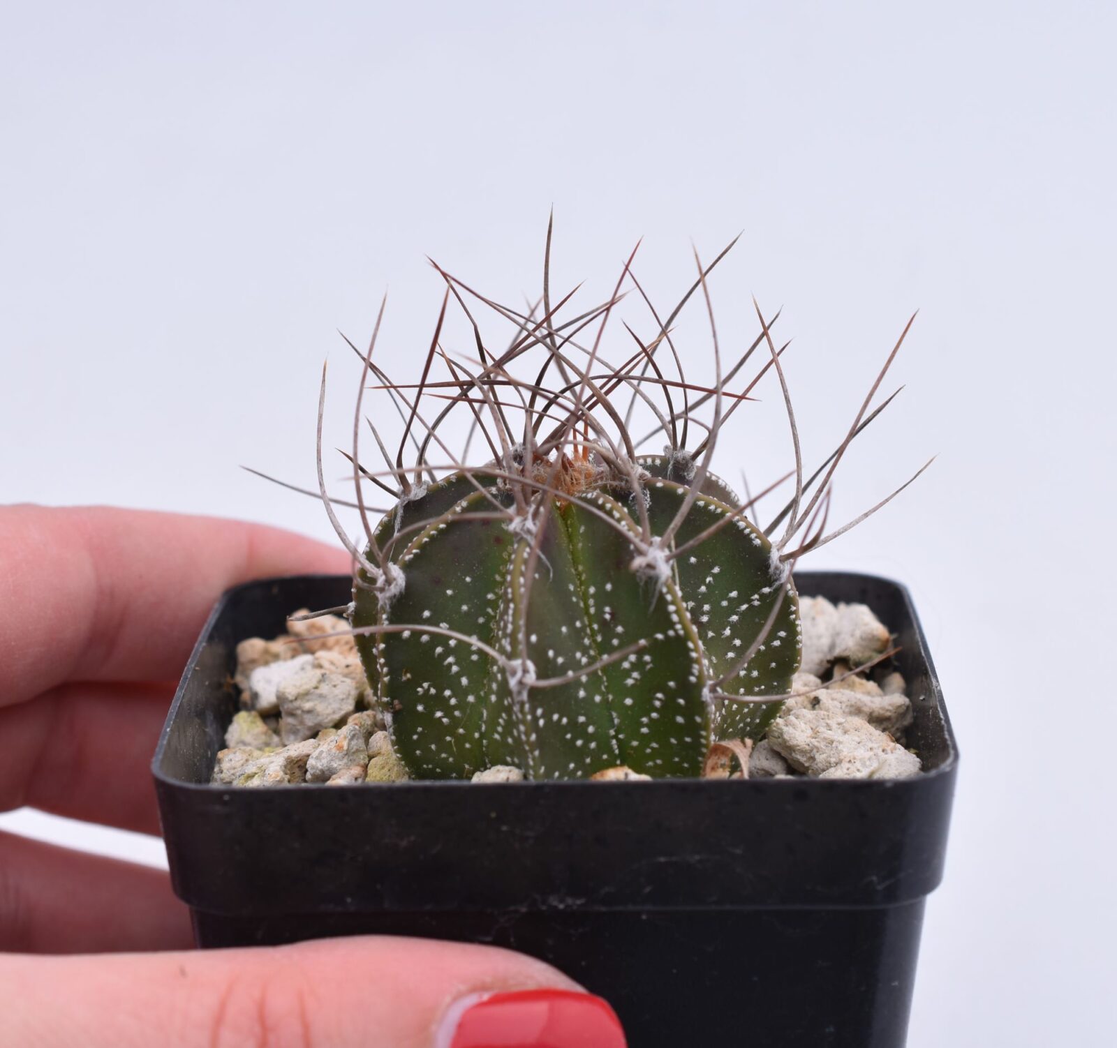 Astrophytum capricorne - Image 3