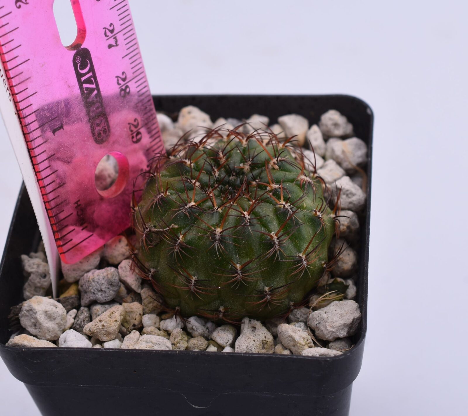 Sulcorebutia purpurea - Image 3