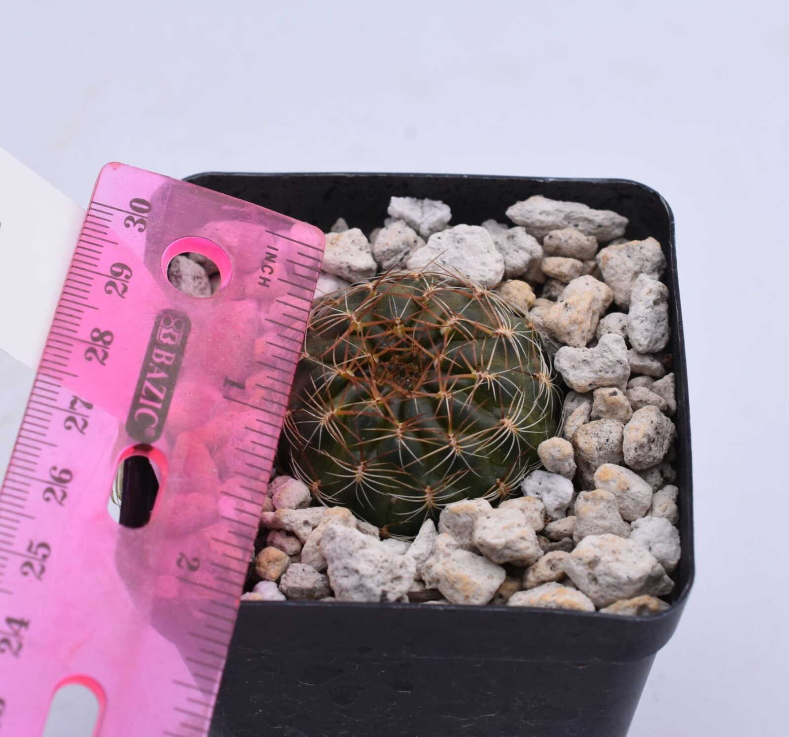 Sulcorebutia purpurea - Image 5