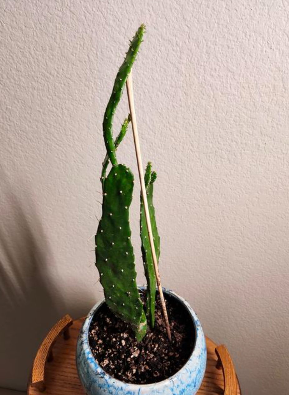 etiolated monkey tail