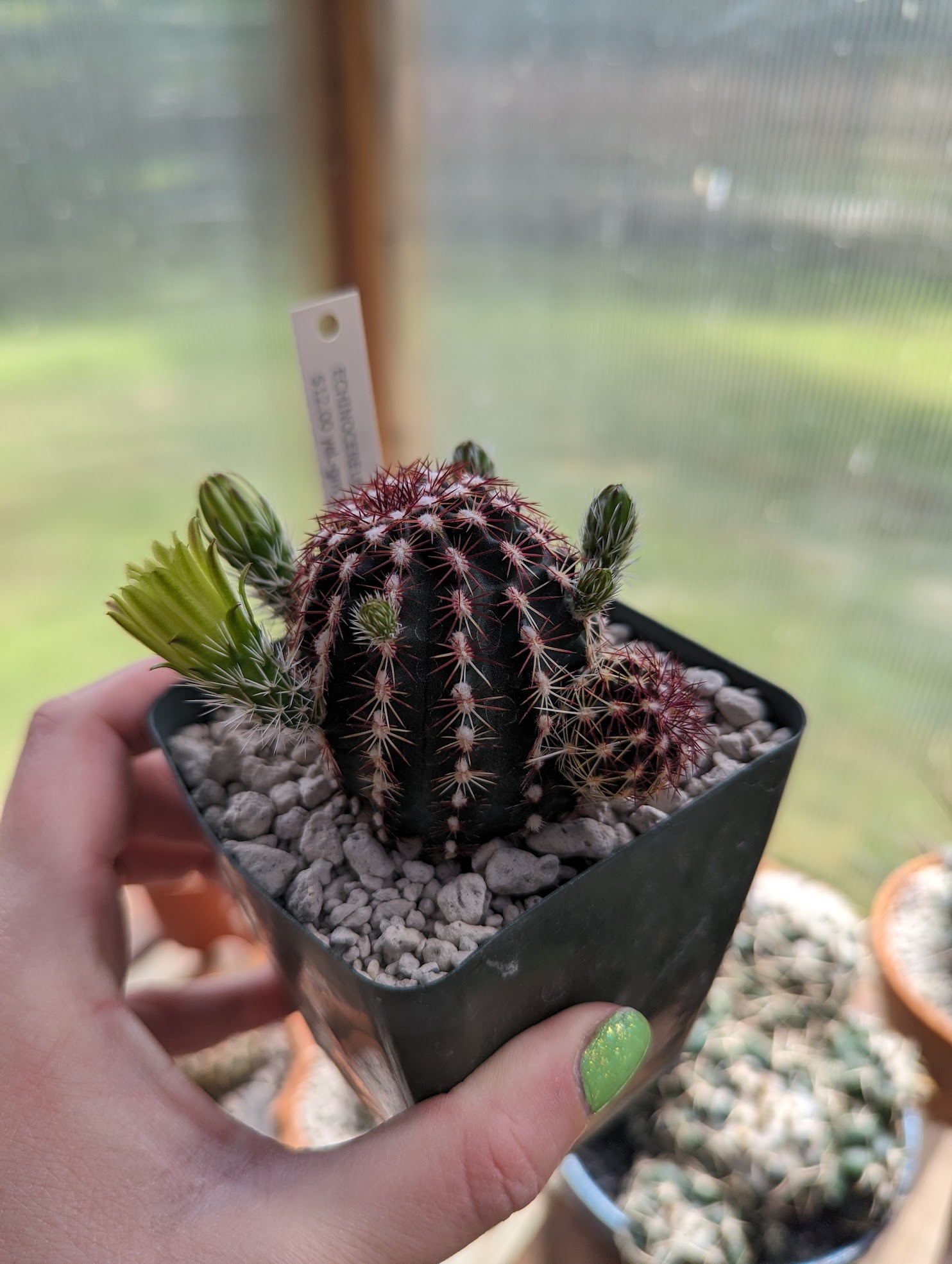 viridiflorus 2 Echinocereus viridiflorus