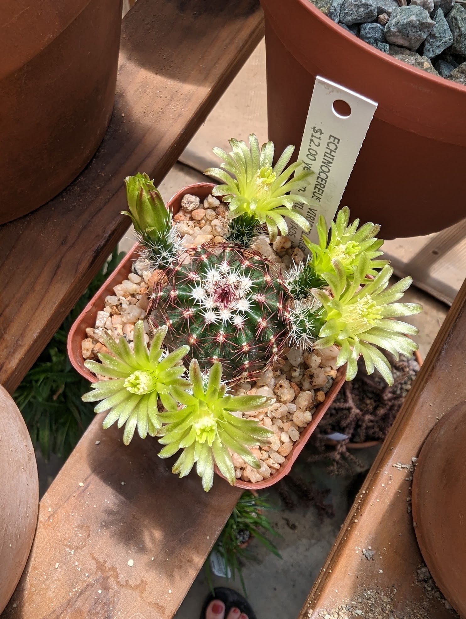 viridiflorus 4 Echinocereus viridiflorus
