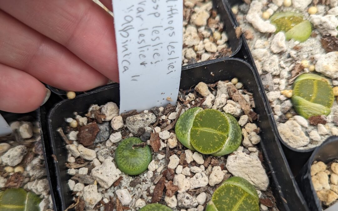 Diving Deeper Into Lithops: Foundational Knowledge