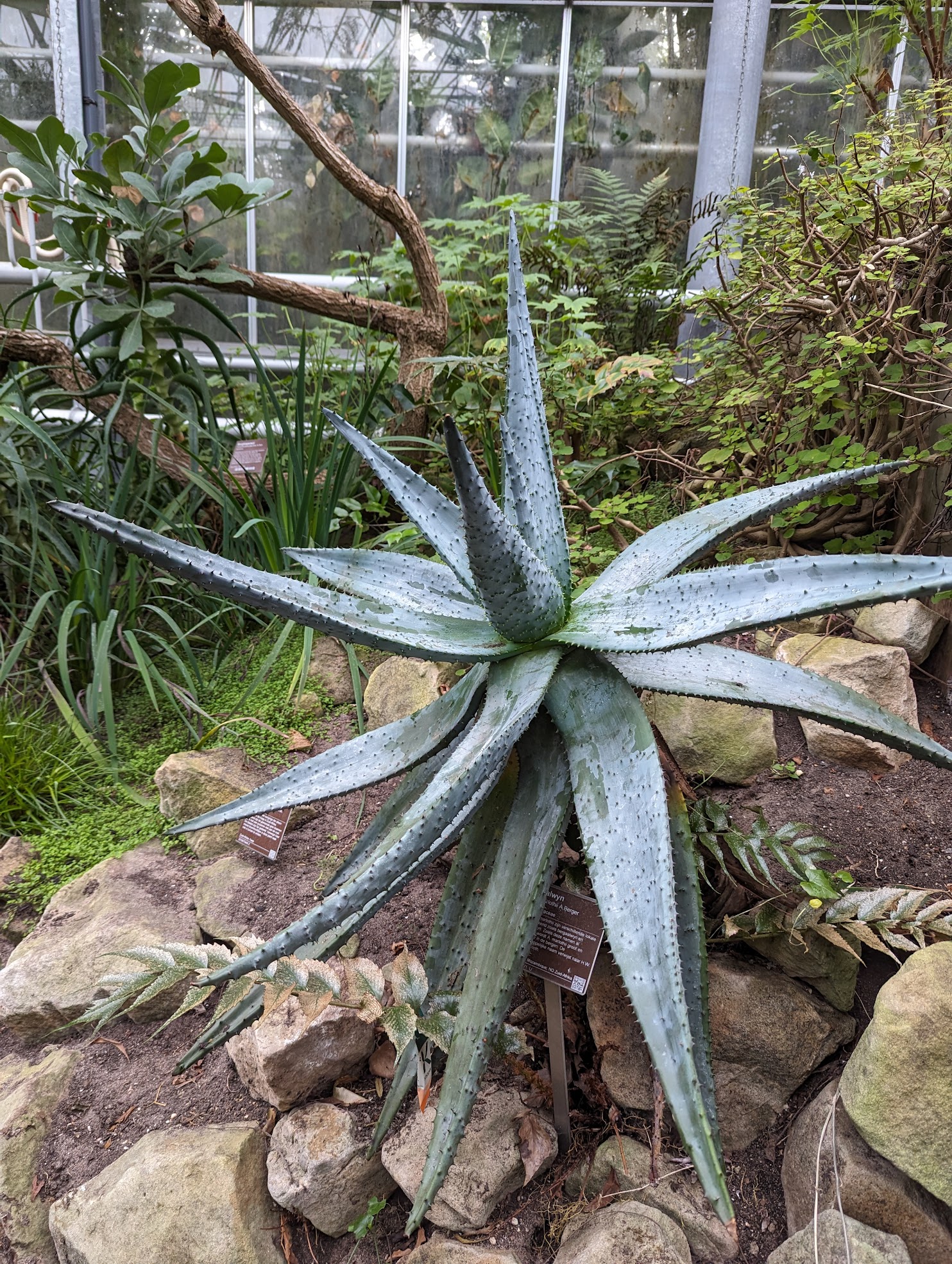 aloe marlothii
