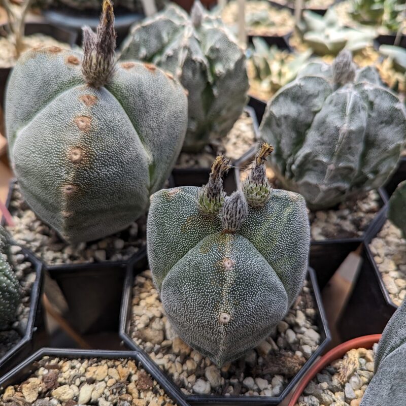 astrophytum myriostigma tricostatum