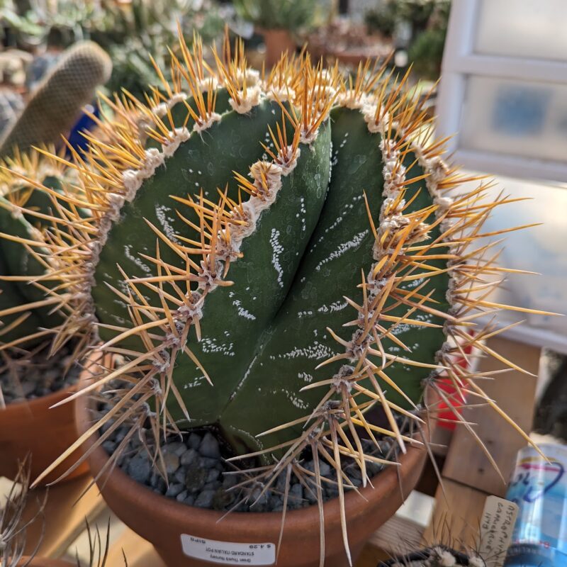 astrophytum ornatum