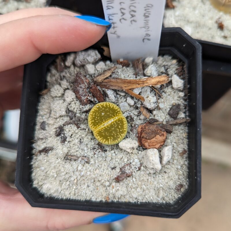 lithops bella ketty