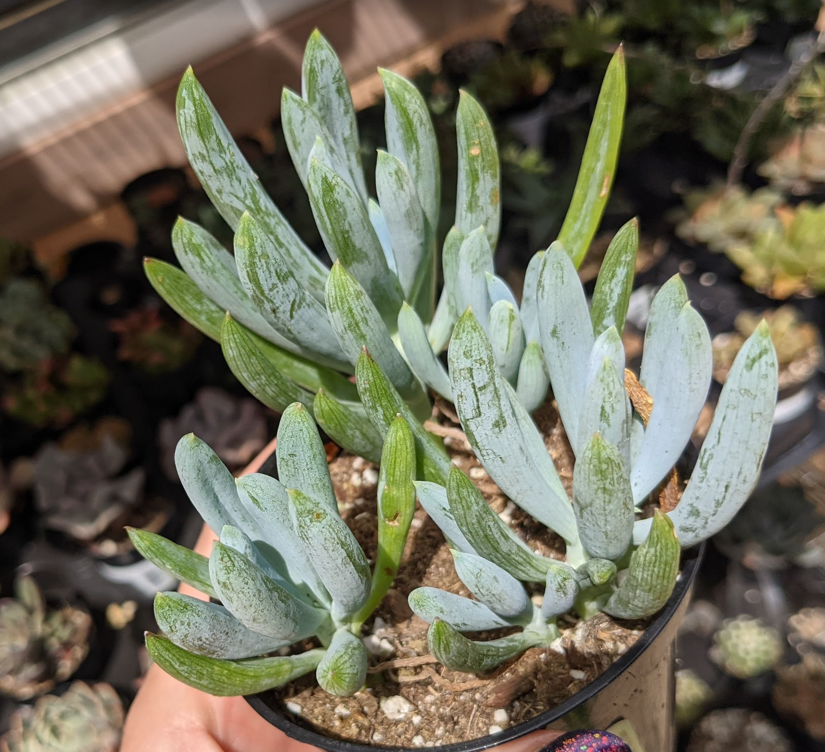 blue chalksticks