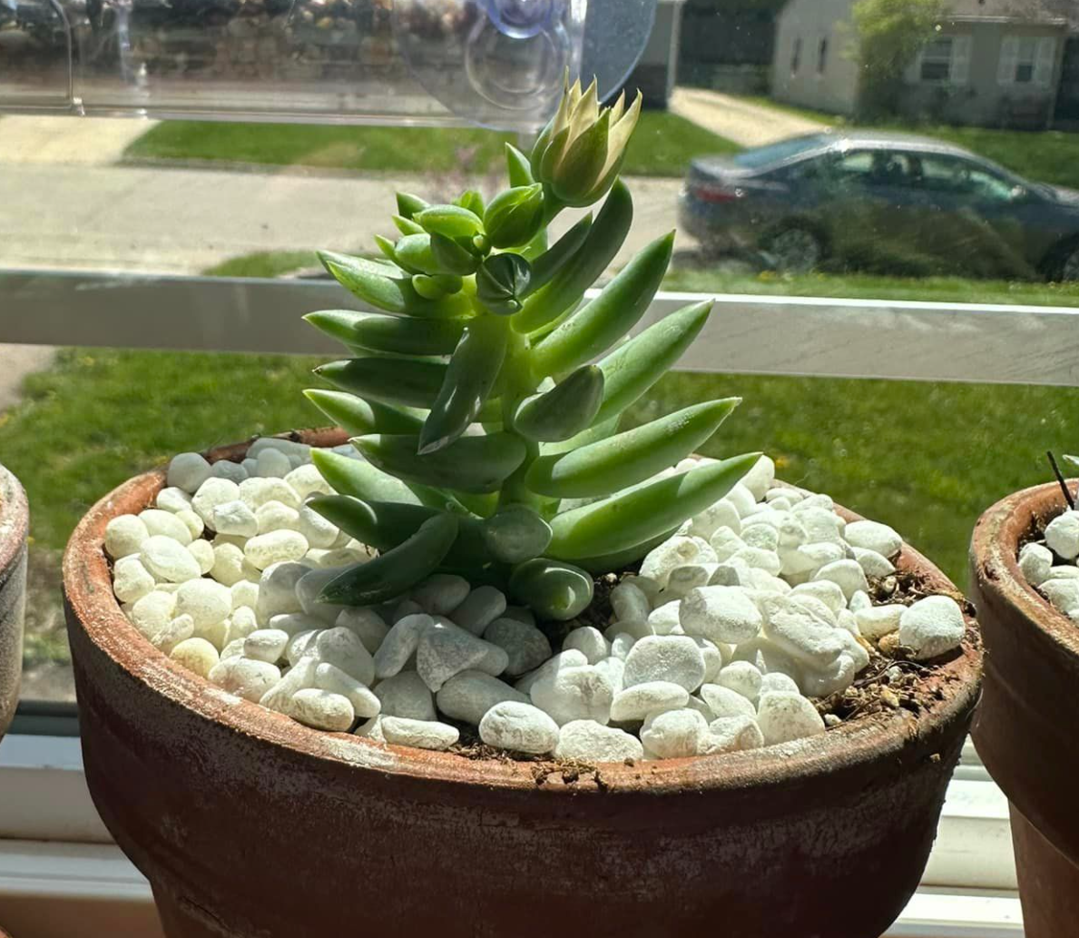 etiolation in succulents