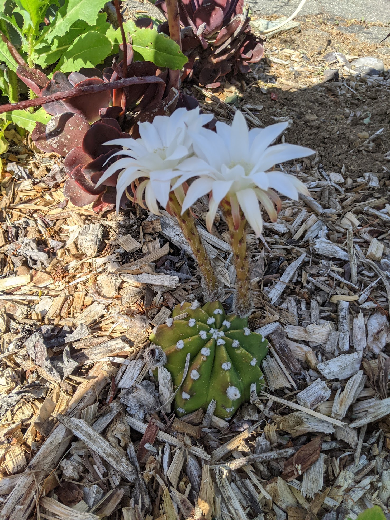 echinopsis domino bloom