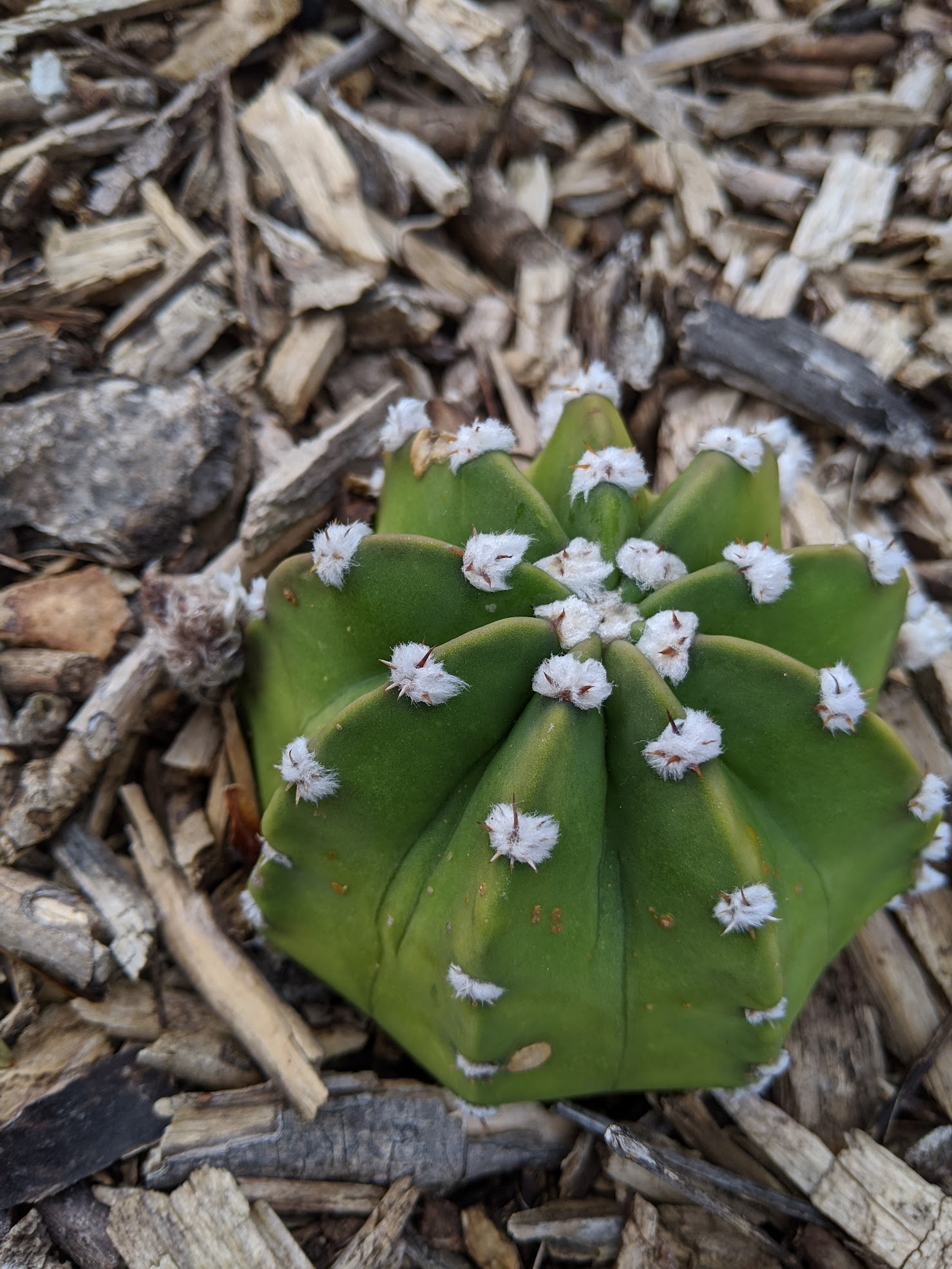 echinopsis domino