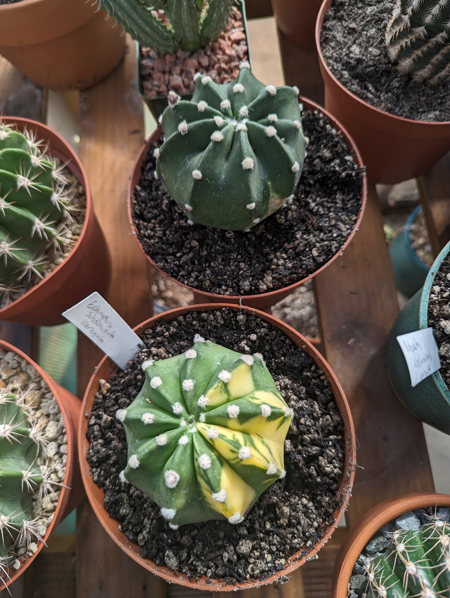 echinopsis subdenudata