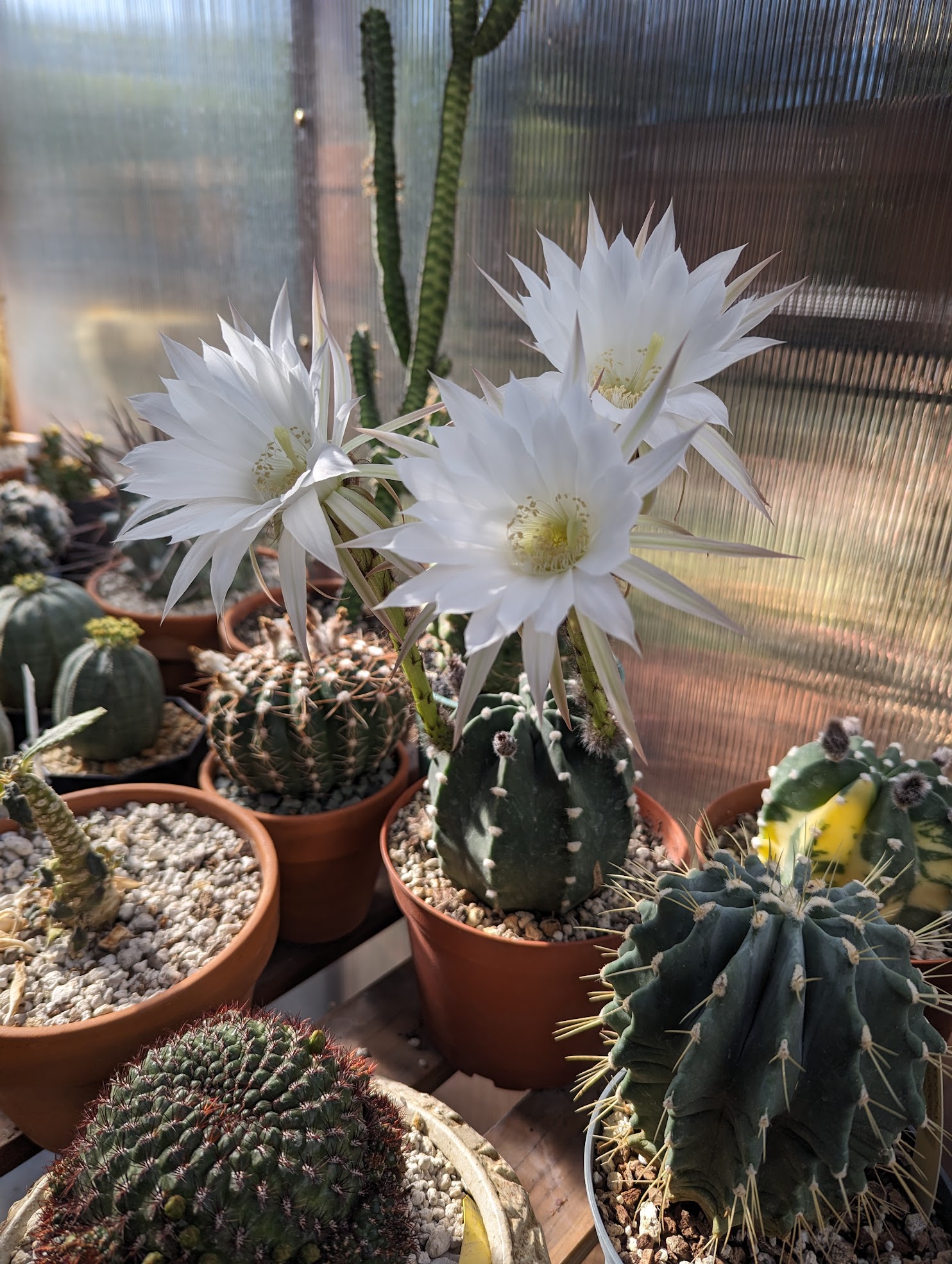 echinopsis dominos