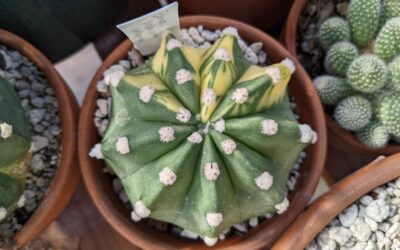 Growing Echinopsis subdenudata – the Domino or Easter Lily Cactus
