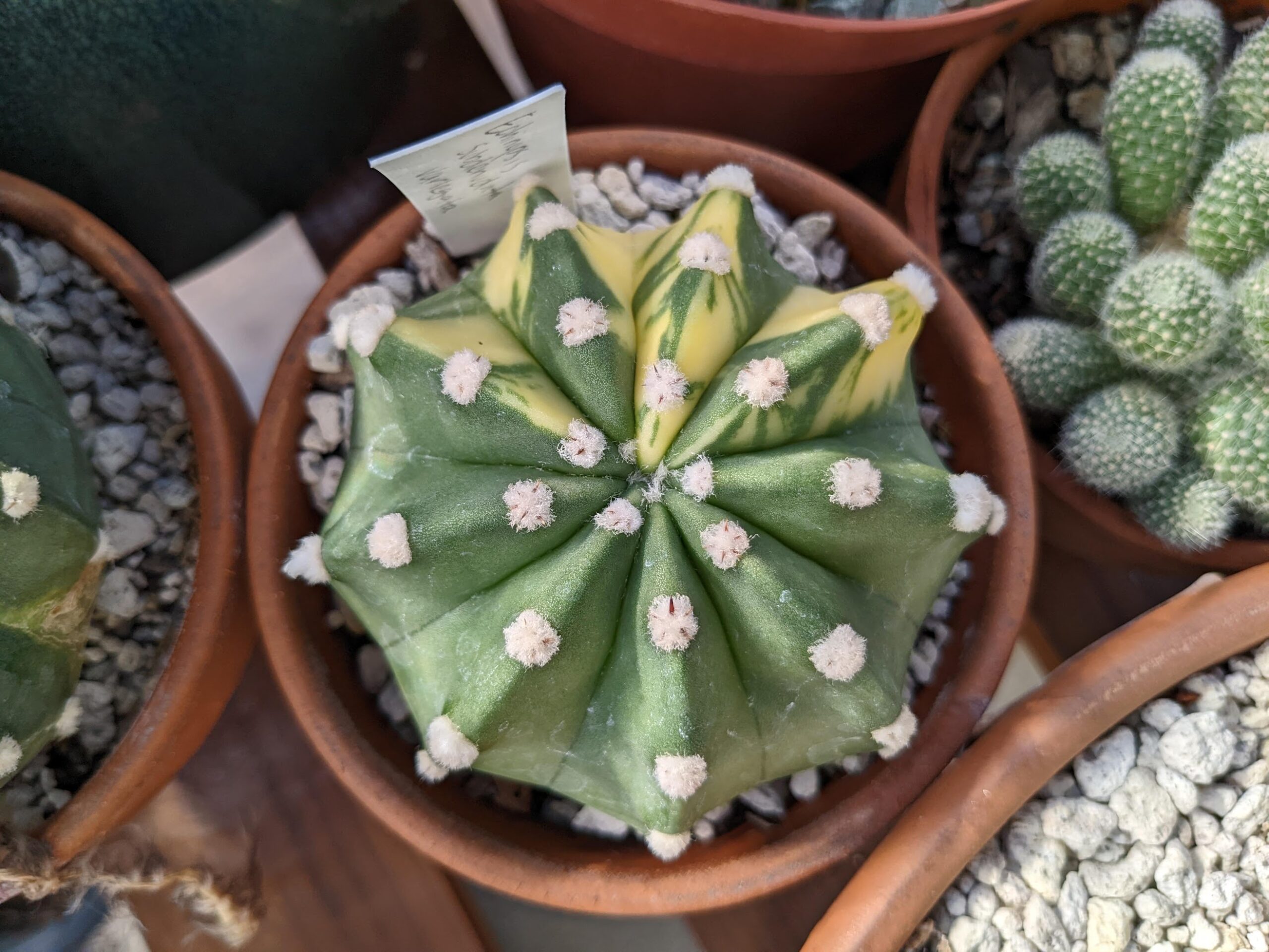 echinopsis dominos variegated