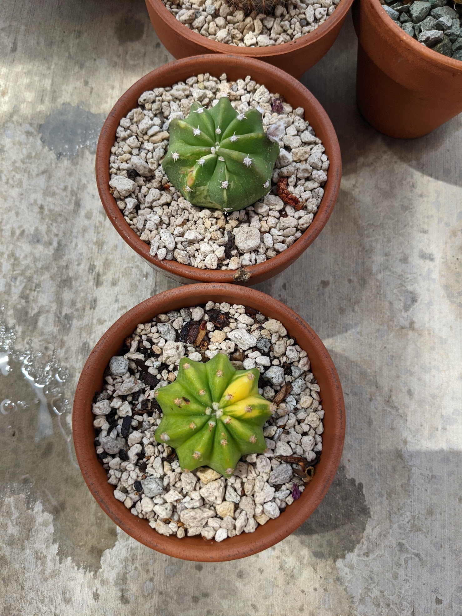 echinopsis subdenudata