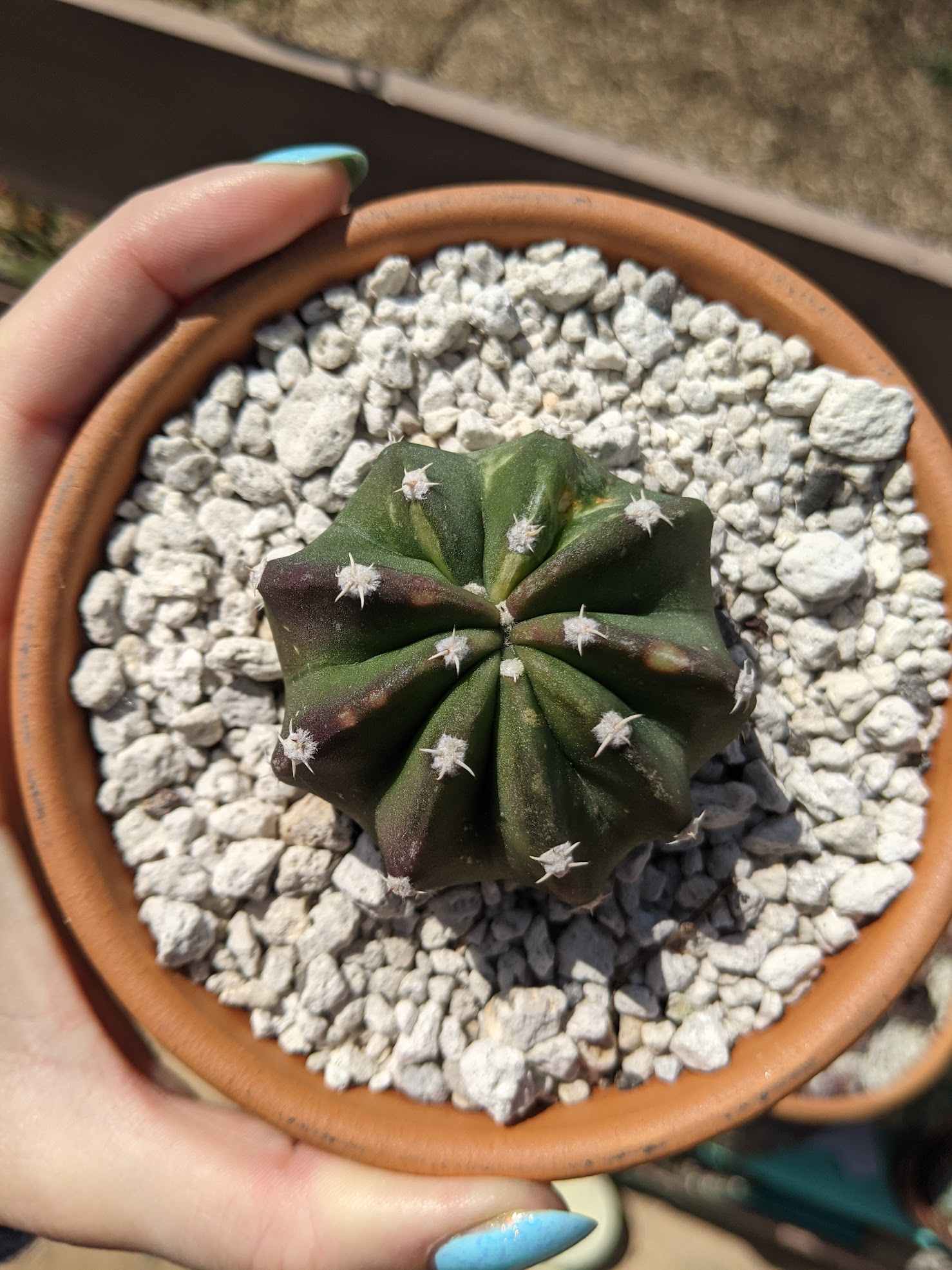 echinopsis subdenudata