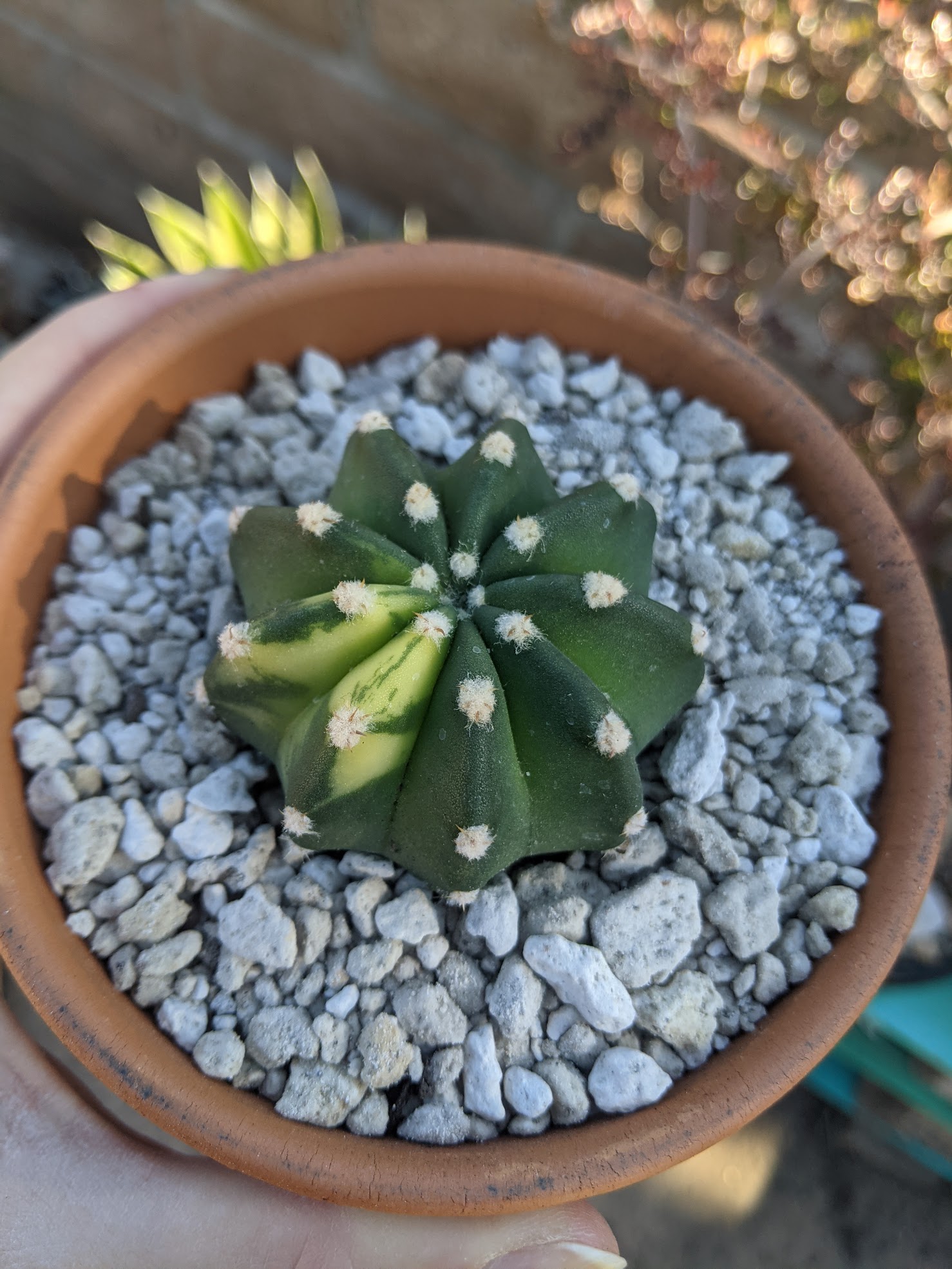 easter lily cactus variegated