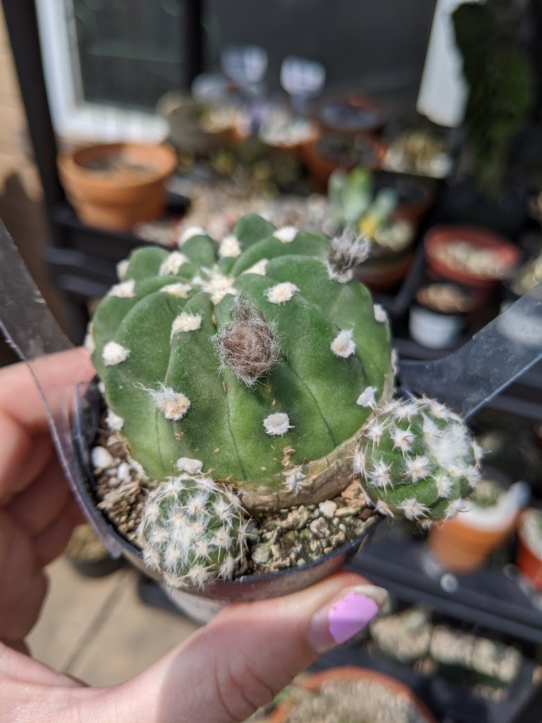 echinopsis with pups