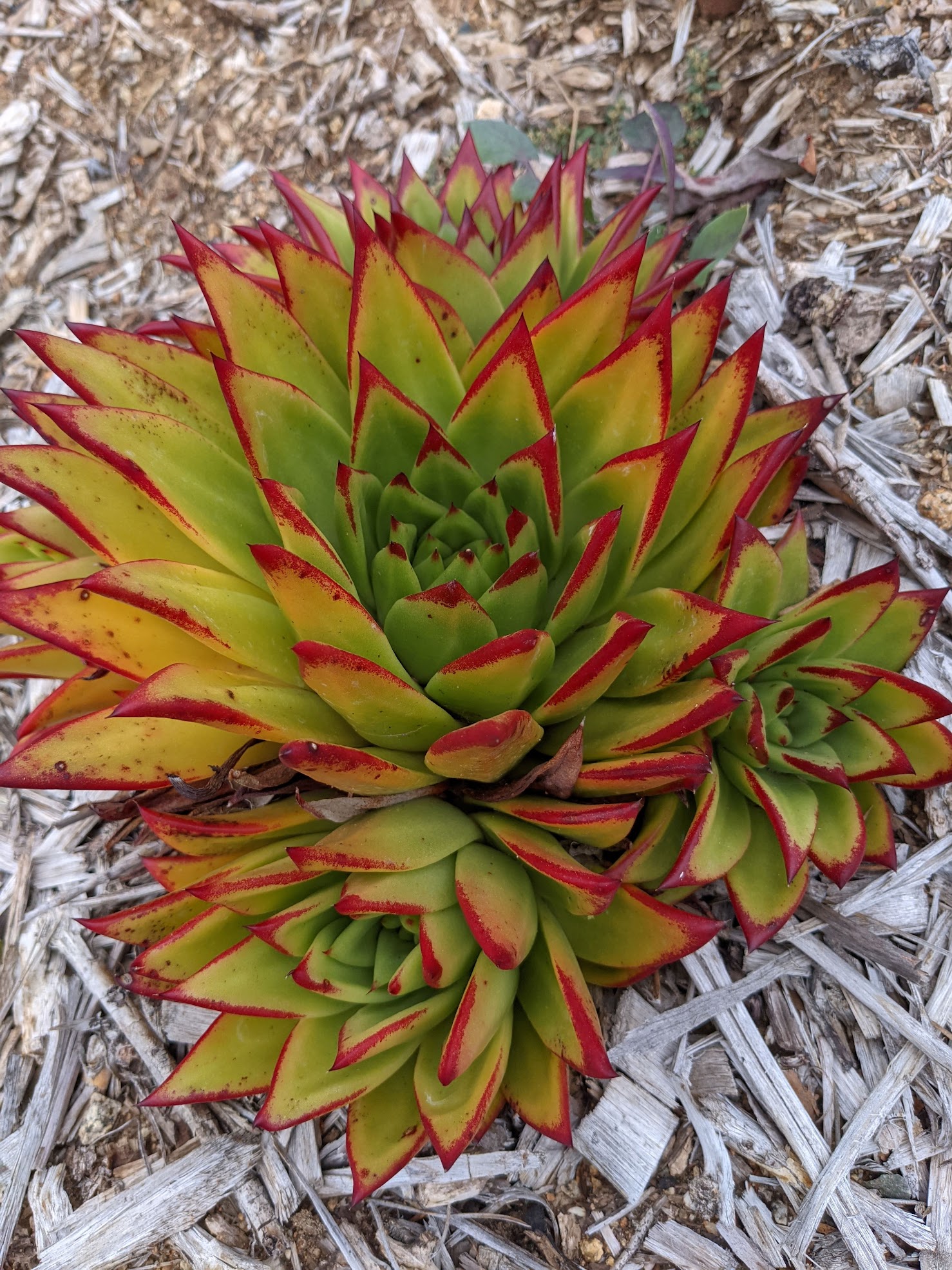 echeveria agavoides